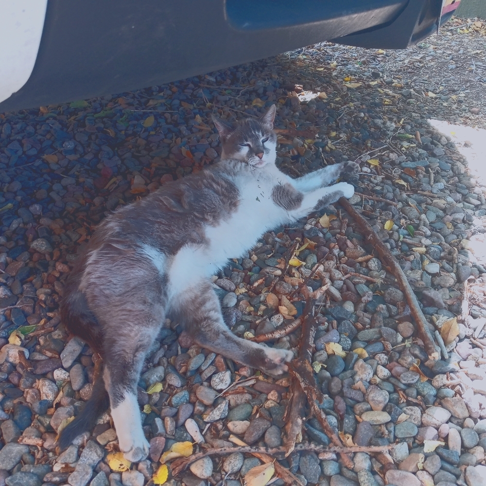 Meet your Posher, Alvin